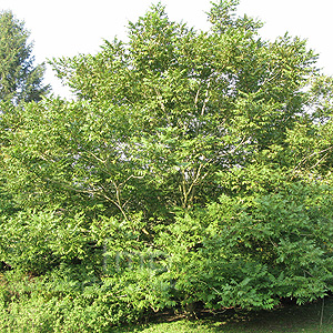 Juglans cathayensis (Walnut, Juglans)