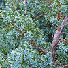 Juniperus chinensis - Blue Alps