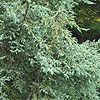 Juniperus squamata - Chinese Silver