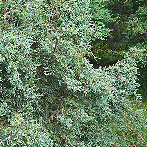 Juniperus squamata - 'Chinese Silver'