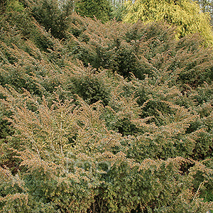Juniperus communis (Juniper)