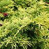 Juniperus x media - Gold Sovereign - Juniper