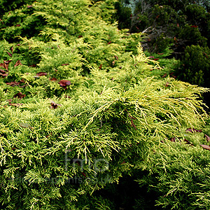 Juniperus x media - 'Gold Sovereign' (Juniper)