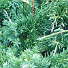 Juniperus chinensis - Kaizuka Variegata - Juniper