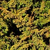 Juniperus  chinensis - Plumosa Aurea