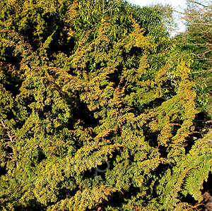 Juniperus  chinensis - 'Plumosa Aurea'