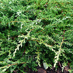 Juniperus chinensis - 'Sargentii' (Chinese Juniper)