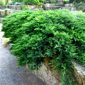 Juniperus scopulorum - 'Prostrata' (Rocky Mountain Juniper)