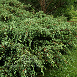 Juniperus squamata (Juniper)