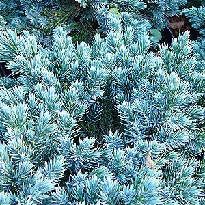 Juniperus squamata - 'Blue Star' (Juniper)