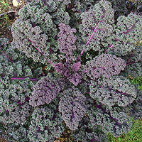 Kale - 'Red Bor' (Ornamental Kale)