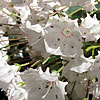 Kalmia latifolia - Calico Bush, Kalmia