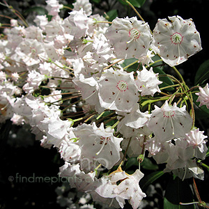 Kalmia latifolia (Calico Bush, Kalmia)