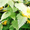 Kerria Japonica (Batchelor's  Buttons)