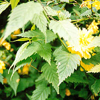 Kerria japonica - 'Pleniflora' (Batchelor's  Buttons)