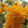 Kerria japonica - Pleniflora - Batchelors Buttons, Japanese Marigold Bush