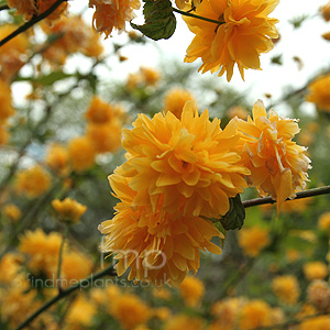 Kerria japonica - 'Pleniflora' (Batchelor's Buttons, Japanese Marigold Bush)