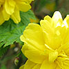 Kerria japonica - Pleniflora - Batchelors Buttons