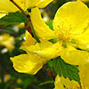 Kerria japonica - Golden Guinea