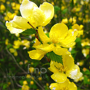 Kerria japonica - 'Golden Guinea'