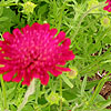 Knautia macedonica - Macedonian Scabious, Knautia