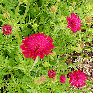 Knautia macedonica (Macedonian Scabious, Knautia)