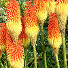 Kniphofia linearifolia