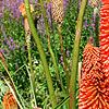 Kniphofia waria - Nobilis