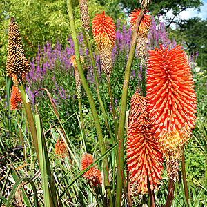 Kniphofia waria - 'Nobilis'