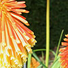 Kniphofia rooperi