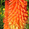 Kniphofia - Royal Standard - kniphofia, Red Hot Poker