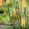 Kniphofia - Tawny King