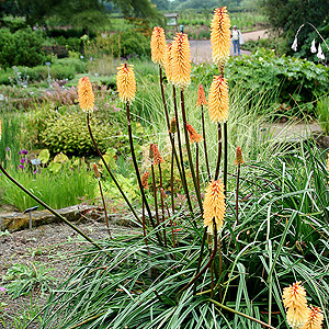 Kniphofia - 'Tawny King'