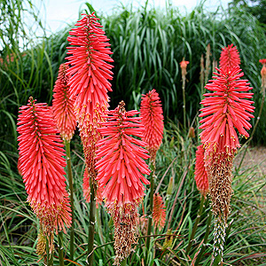 Kniphofia - 'Threave Hybrids'