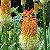 Kniphofia tysonii