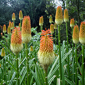 Kniphofia tysonii