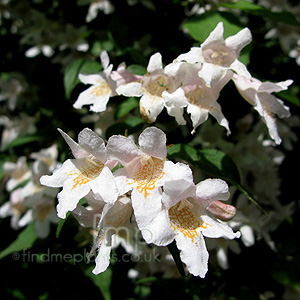 Kolwitzia amabilis (Beauty Bush)