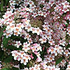 Kolwitzia amabilis - Beauty Bush