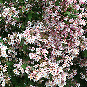 Kolwitzia amabilis (Beauty Bush)