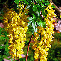 Laburnum alpinum