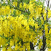 Laburnum x watereri - Vossii - Laburnum