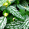 Lamium - click for full details