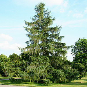 Larix decidua (European Larch, Larix)