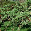 Larix X marschlinsii - Larch