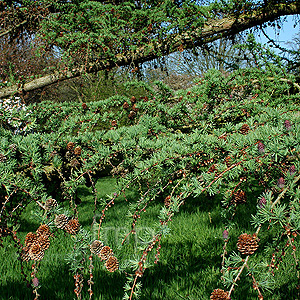 Larix X marschlinsii (Larch)