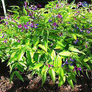 Lathyrus vernus (Herbaceous Sweet Pea, Lathyrus)