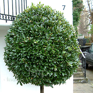 Laurus nobilis (Bay Tree)