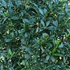 Laurus nobilis - Angustifolia - Willow Leaf Bay