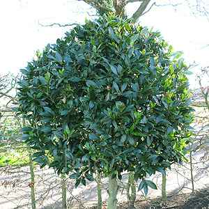 Laurus nobilis - 'Angustifolia' (Willow Leaf Bay)