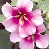 Lavatera maritima - Bicolor - Tree Mallow